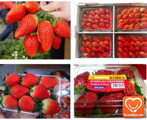 Dâu Hàn Quốc - Loại trái cây đang trở thành xu hướng