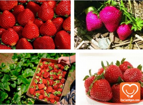 10 Lý do bạn nên ăn dâu Mỹ ngay cho gia đình