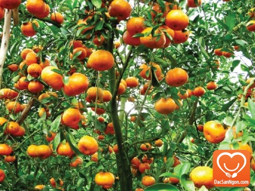 Đặc sản Hà Nam