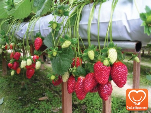 Đặc sản Lâm Đồng