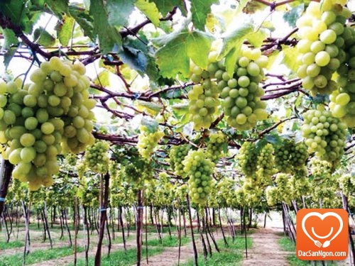 Đặc sản Ninh Thuận