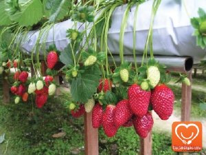 Đặc sản Lâm Đồng