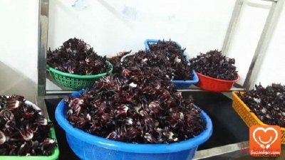 Cách ngâm hoa atiso đỏ làm nước uống